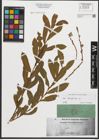 Foto von Salix purpurea L.